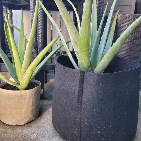 Aloe Vera Starter Plant Outdoor Indoor Home Grown Nature's Miracle Healing Gel - Picture 11 of 13